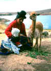 mamma bimbo e alpacha